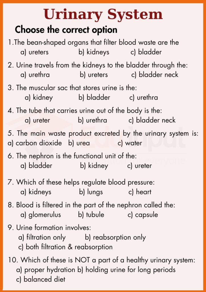 Urinary System worksheet for grade 8