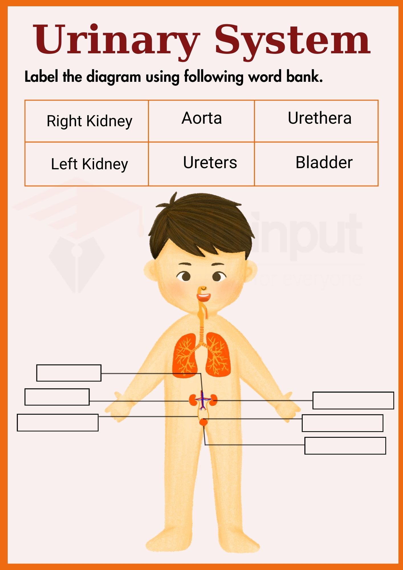 Urinary system Worksheets