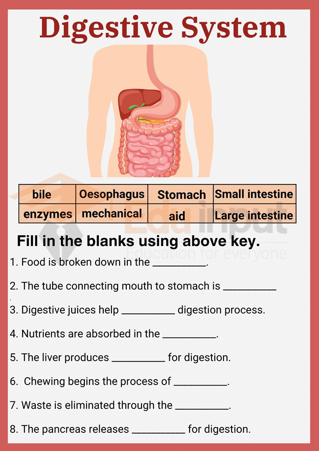 Digestive system Worksheets