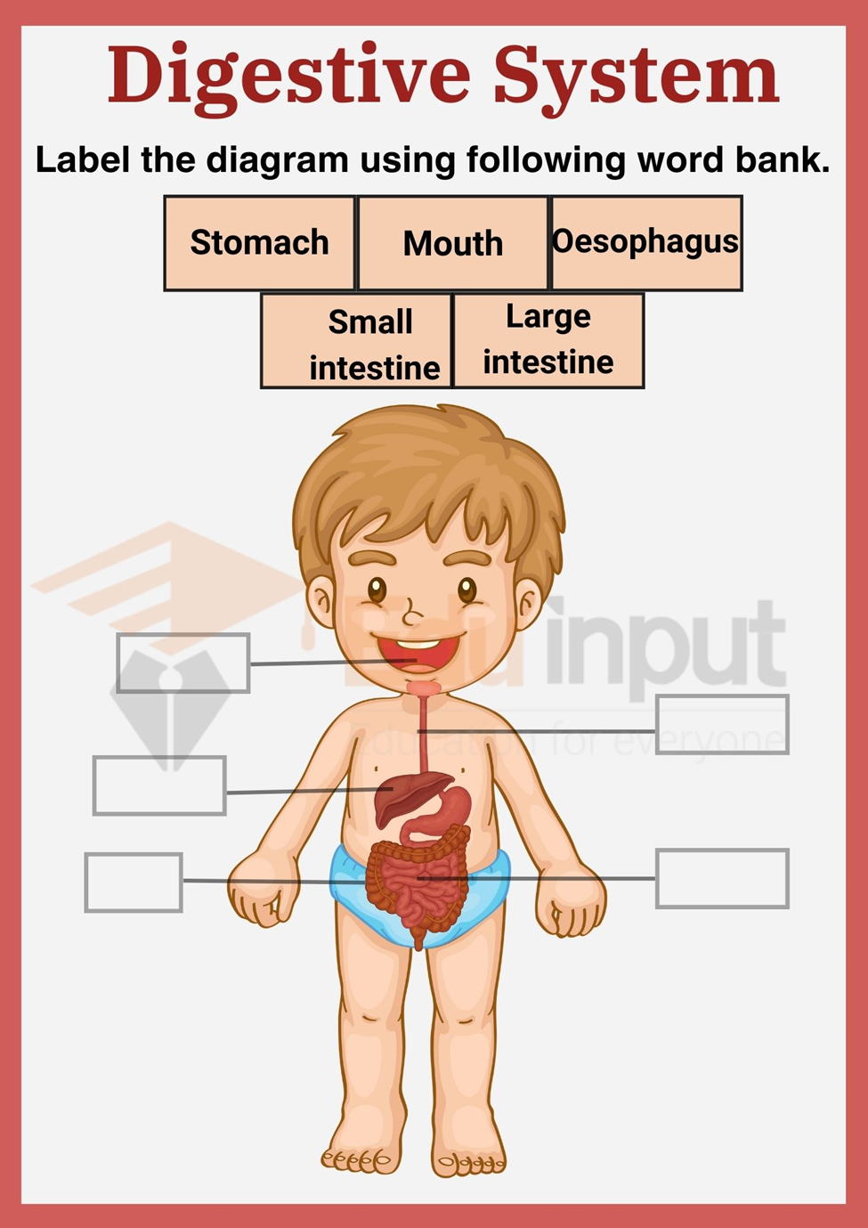 Digestive system Worksheets