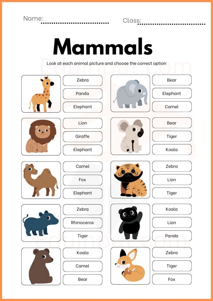 Choose the correct option worksheet for kindergarten