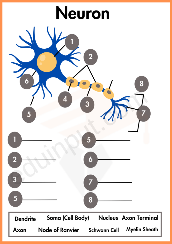 Label the diagram of Neuron Worksheet