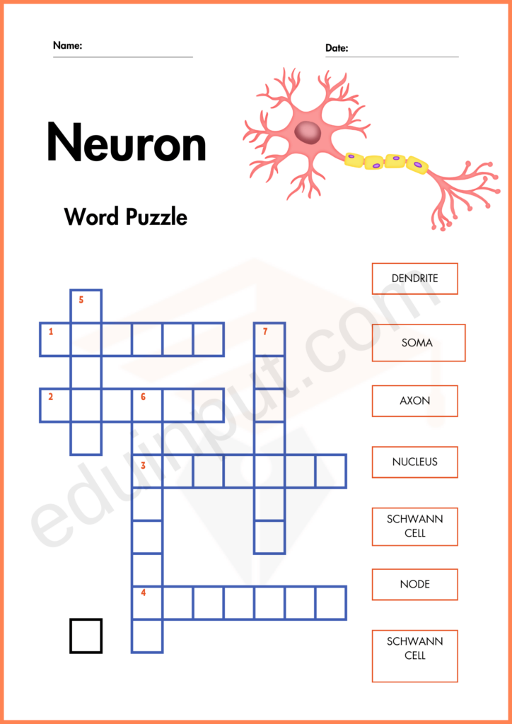 Word Puzzle Worksheet of neuron