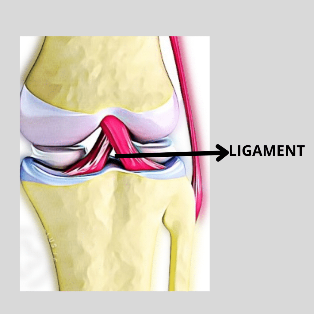 LIGAMENT 1