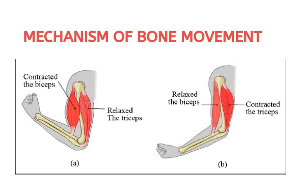 MECHANISM OF BONE MOVEMENT