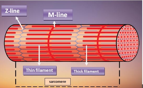 Image showing myofilament in skeletal muscle fiber