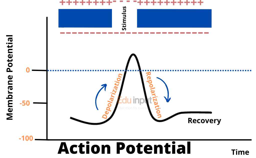 Image showing graphical representation of depolarization