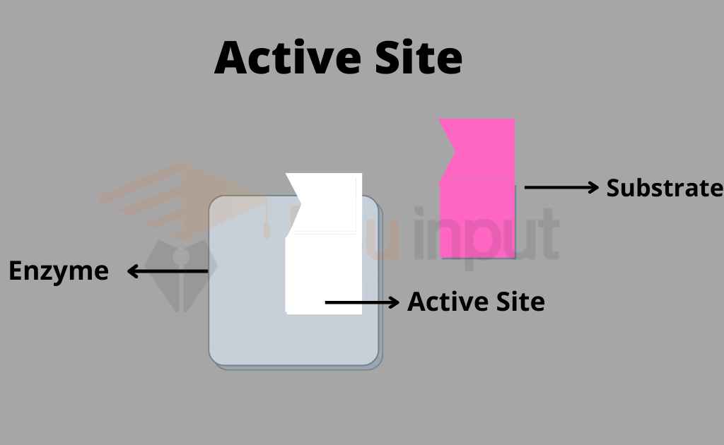 image showing active site of an enzyme