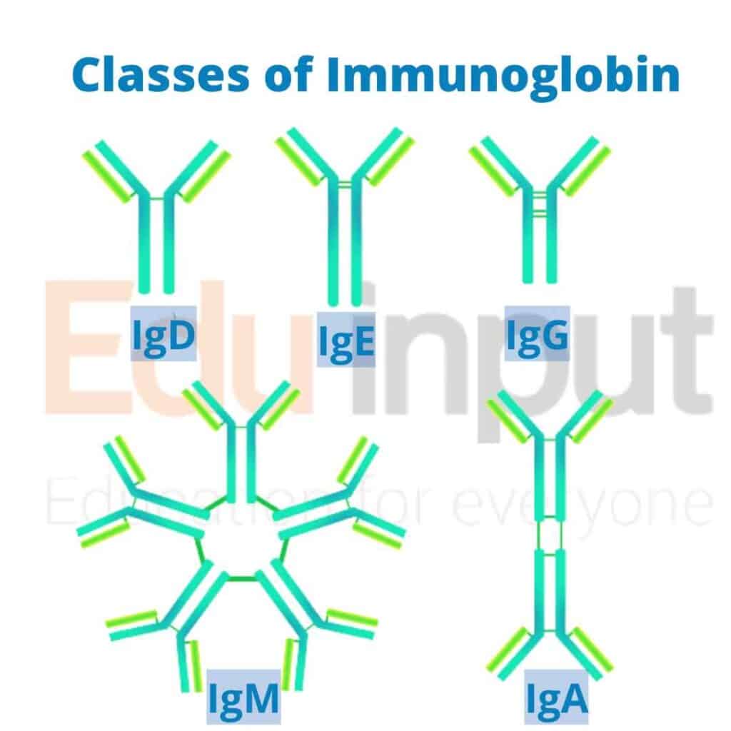 image showing types of immunoglobin