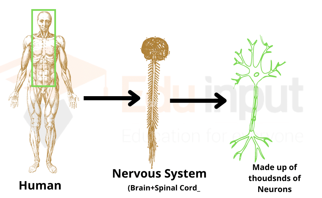 Image showing presence of neuron in CNS