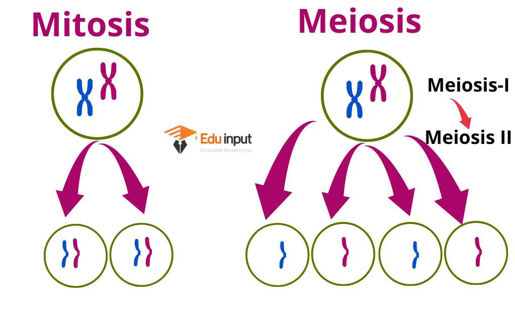 image showing no. of chromosomes in daughter cells.