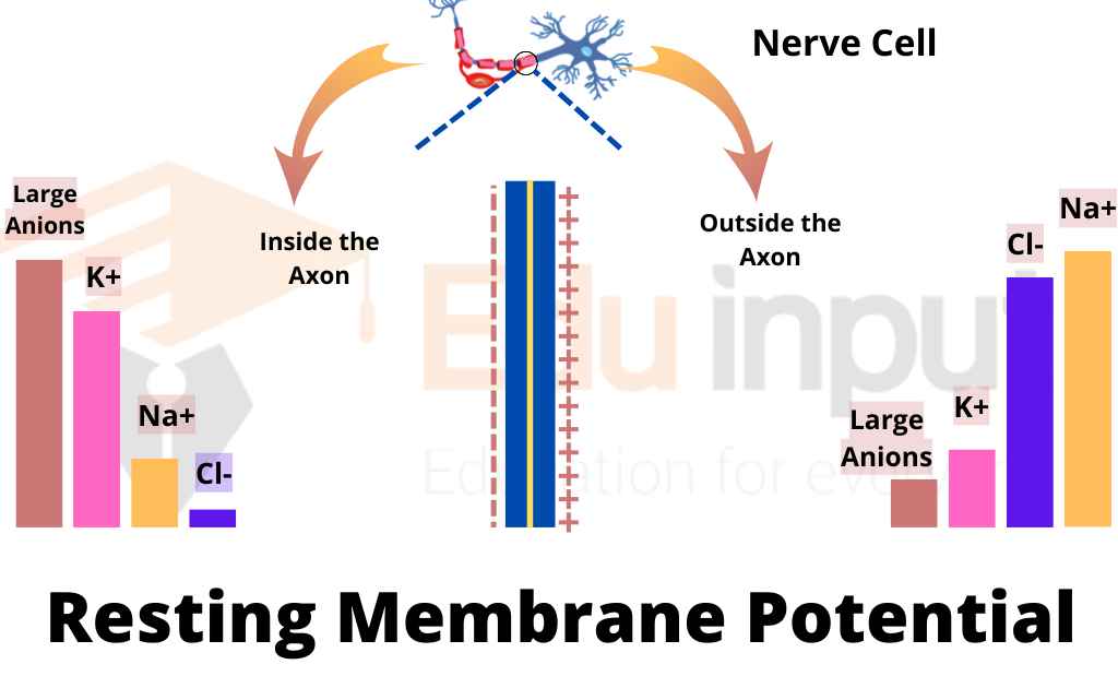 image showing the presence of ions in resting neuron.