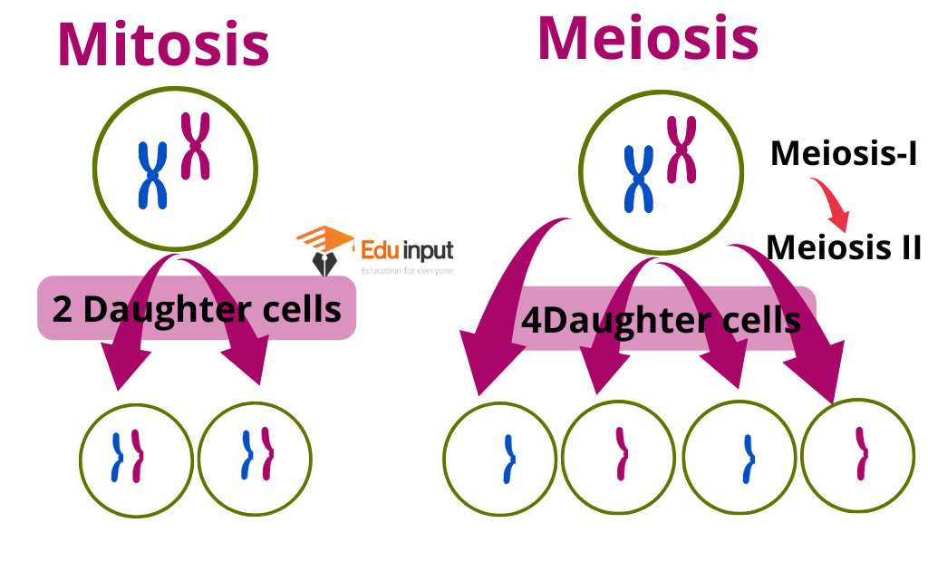 image showing no. of daughter cells