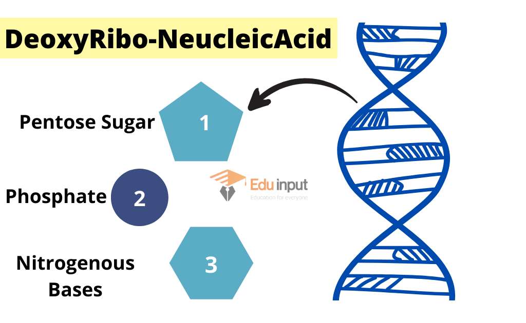 image showing double helical structure of DNA