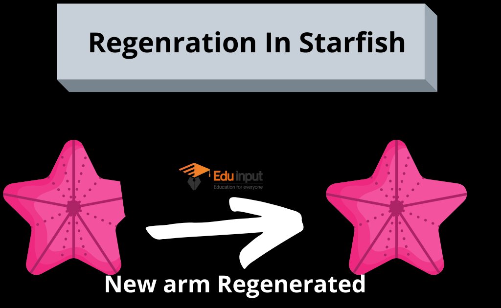 image showing regeneration in starfish