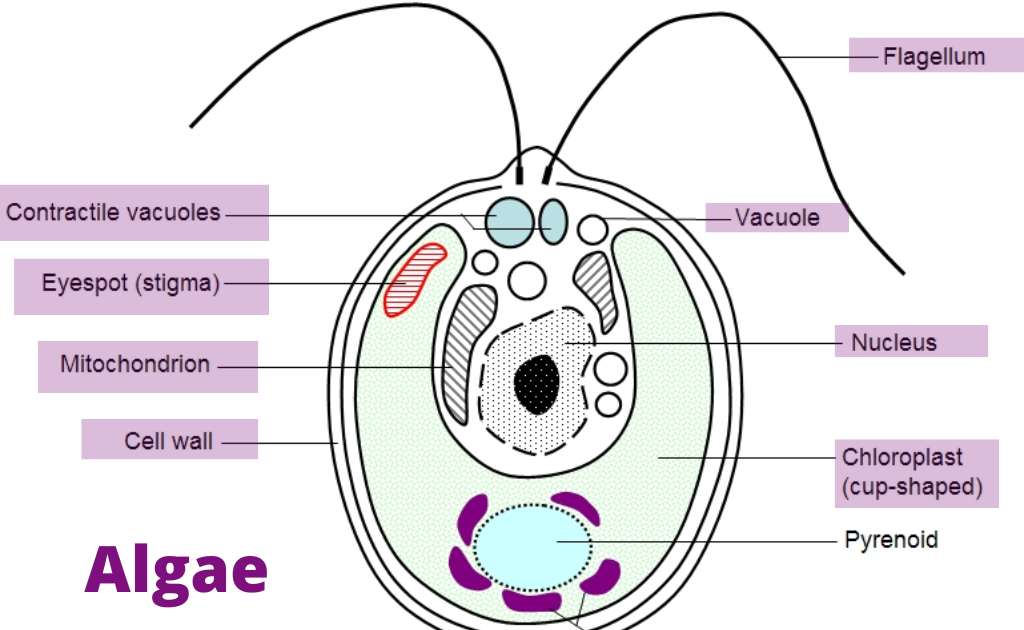 image showing the structure of fungi (chlymednonas)