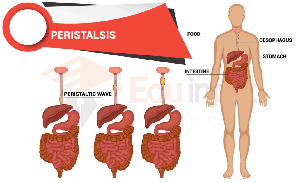 Image showing peristaltic movement 