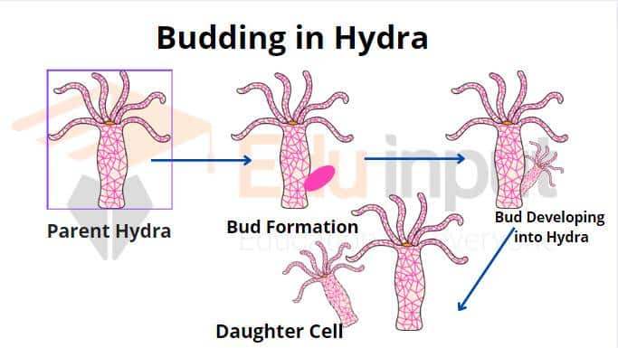 image showing process of budding in hydra