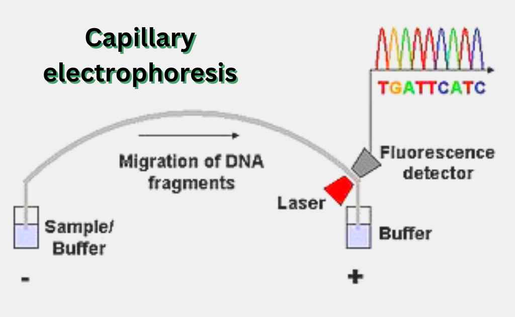 Image showing capillary electrophoresis