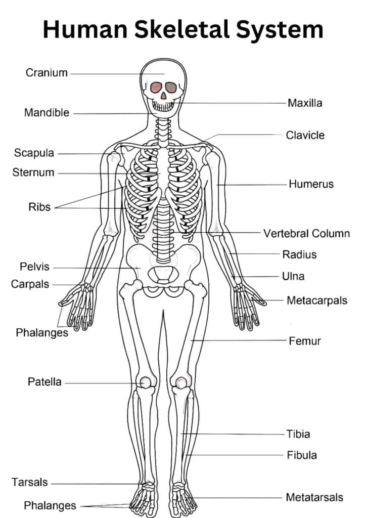 image showing skeletal system in Humans