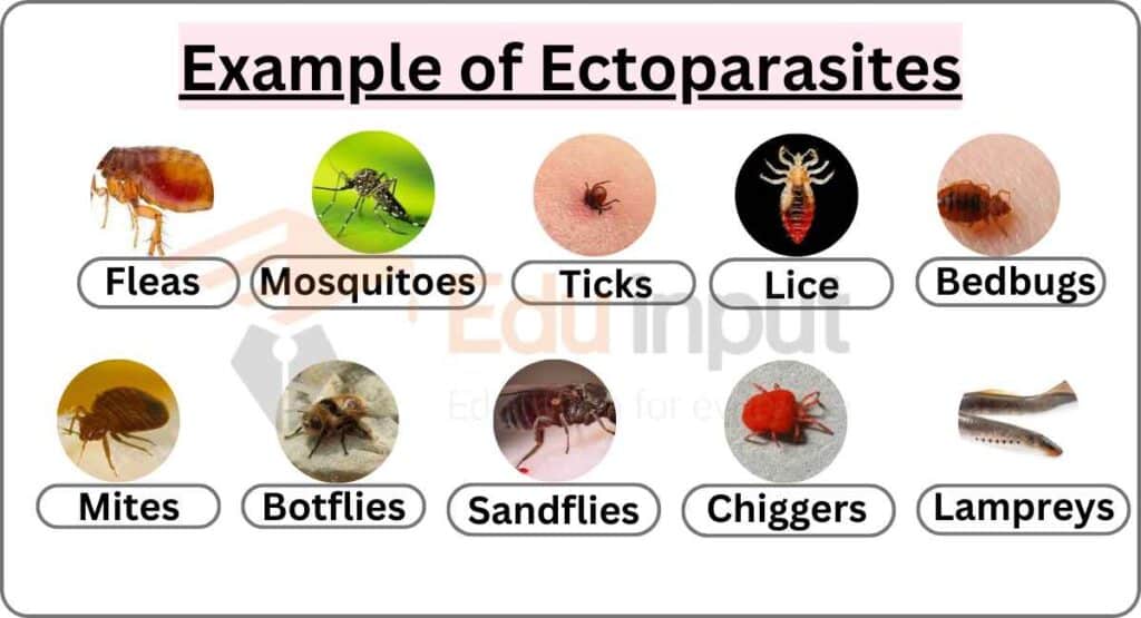 image showing Examples of Ectoparasites