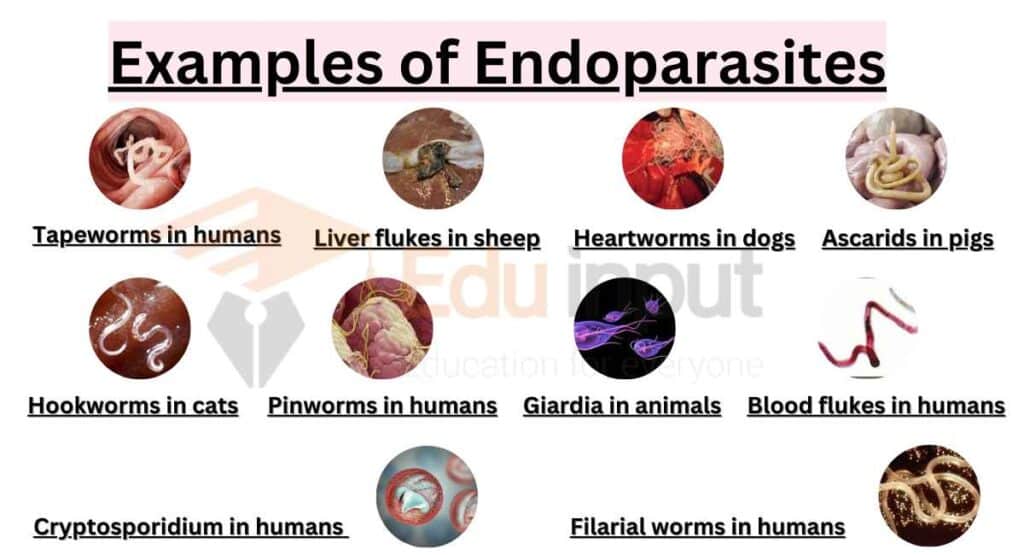 Image showing Examples of Endoparasites