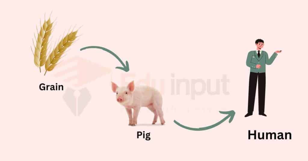 image showing example of food chain of Grain → Pig → Human