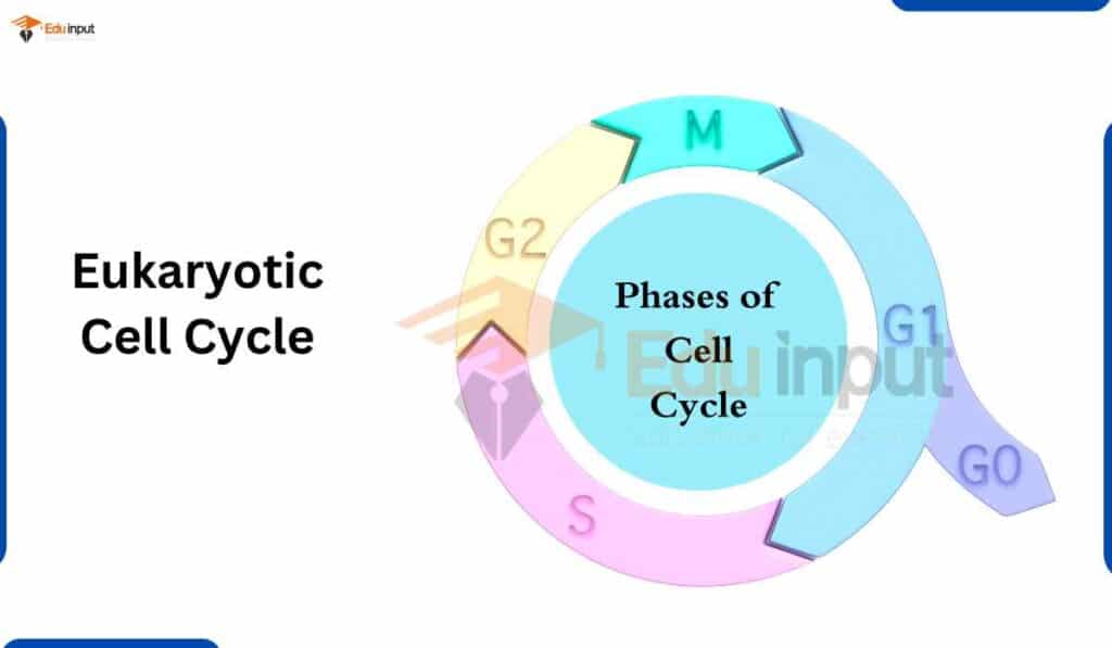 image showing eukaryotic cell cycle