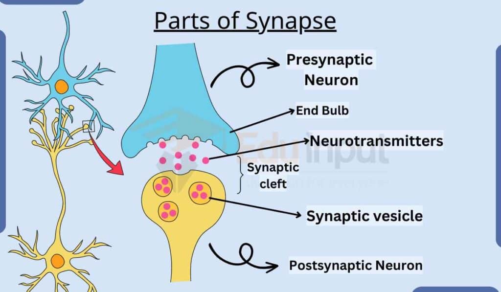 images showing parts of synapse