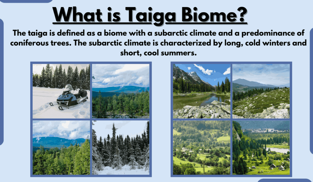 image showing what is Taiga Biome and its different plant species