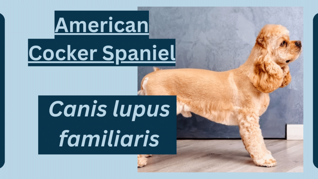 American Cocker Spaniel featured image