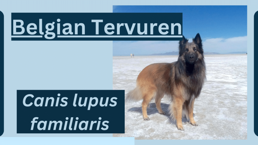 Image showing Belgian Tervuren