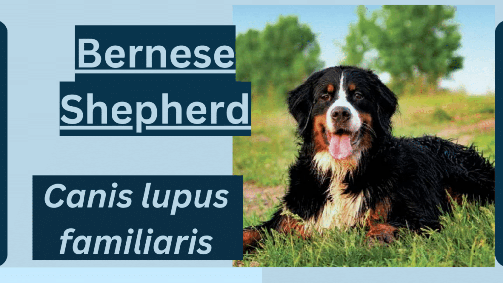 image showingBernese Shepherd