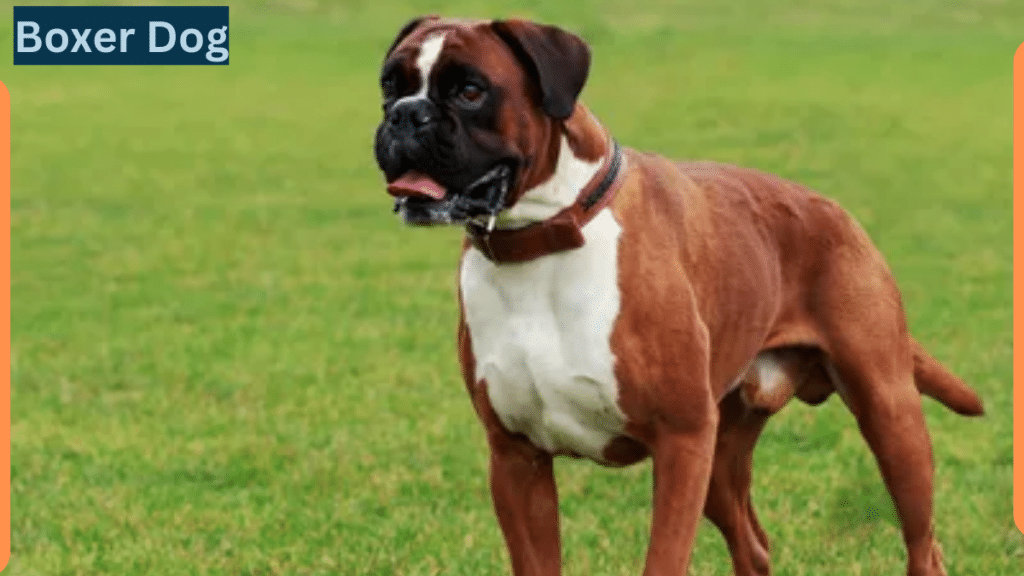 Image showing Boxer Dog