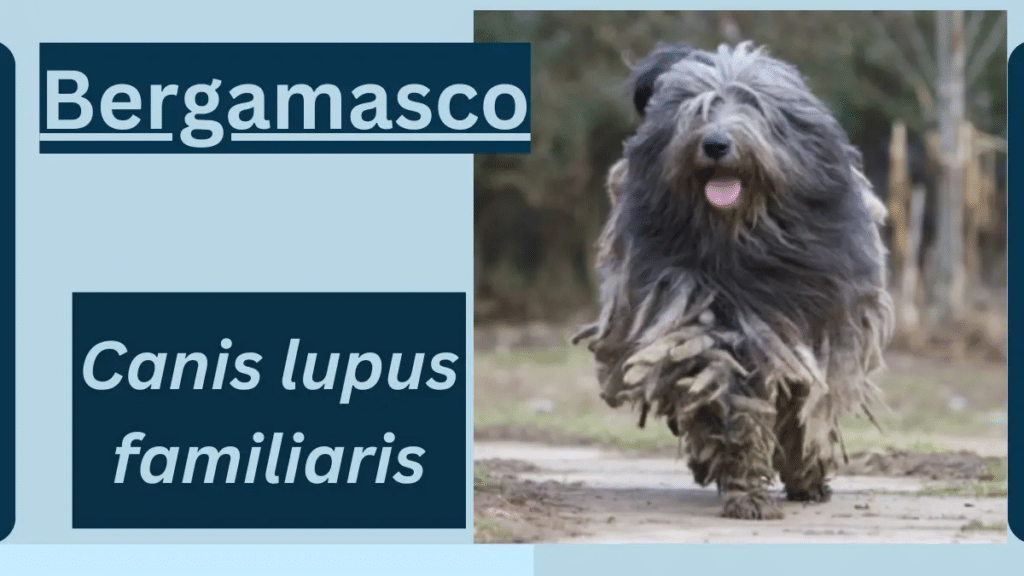 image showing Bergamasco 