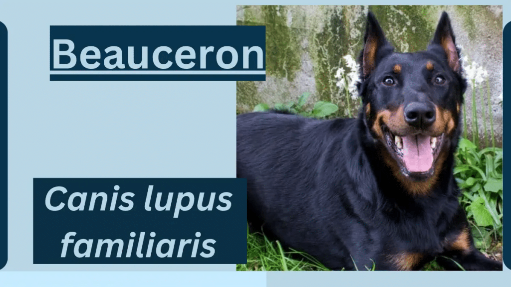 image showing Beauceron