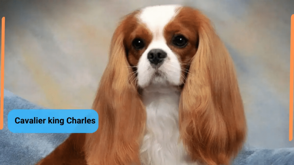 image showing Cavalier King Charles Spaniel