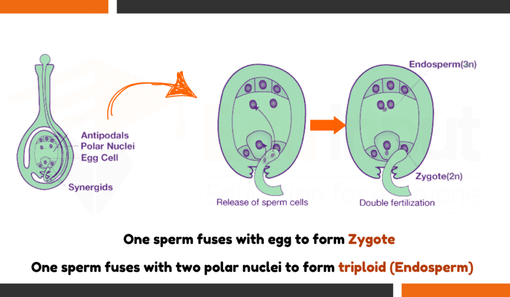 image showing process of Triple Fusion