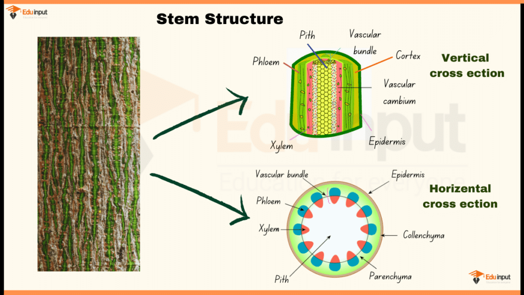 Stem Structure Diagram