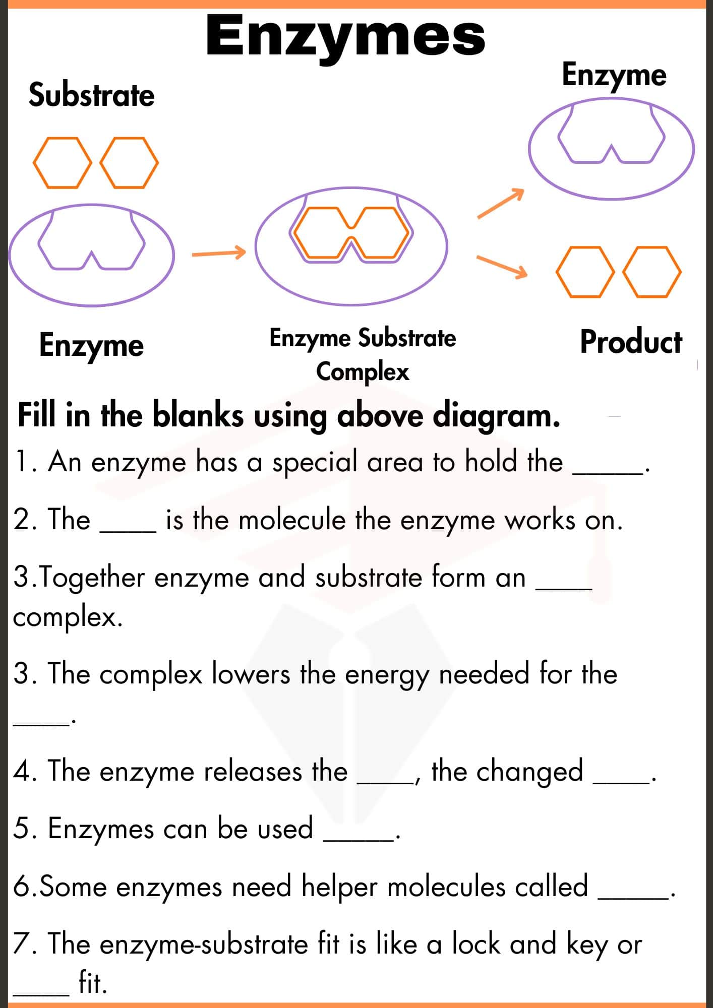 Enzymes Worksheets