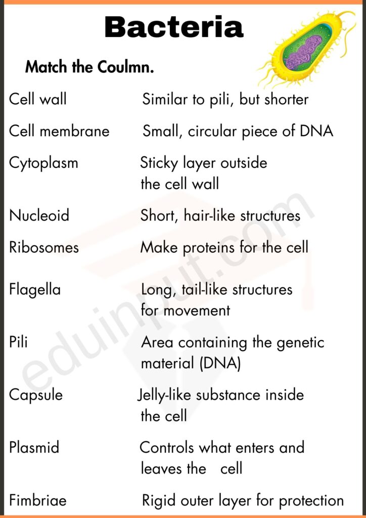 Match the Coulmn worksheet of bacteria