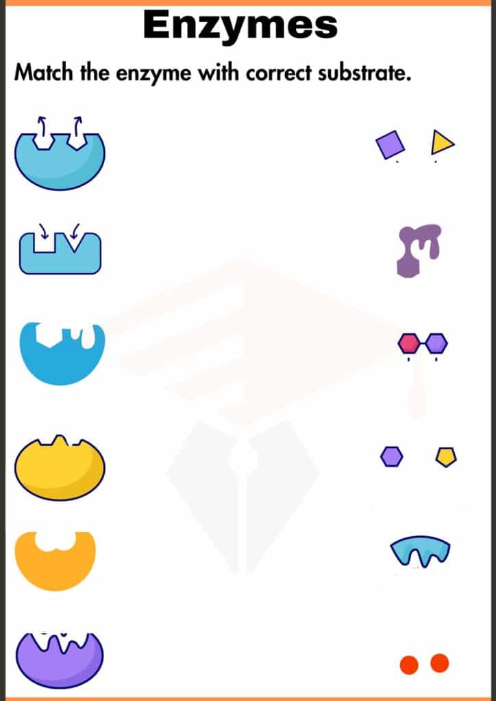 Match the column worksheet of enzymes