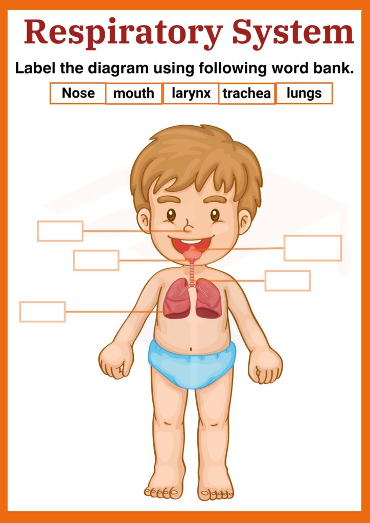 Respiratory System Worksheet for kids