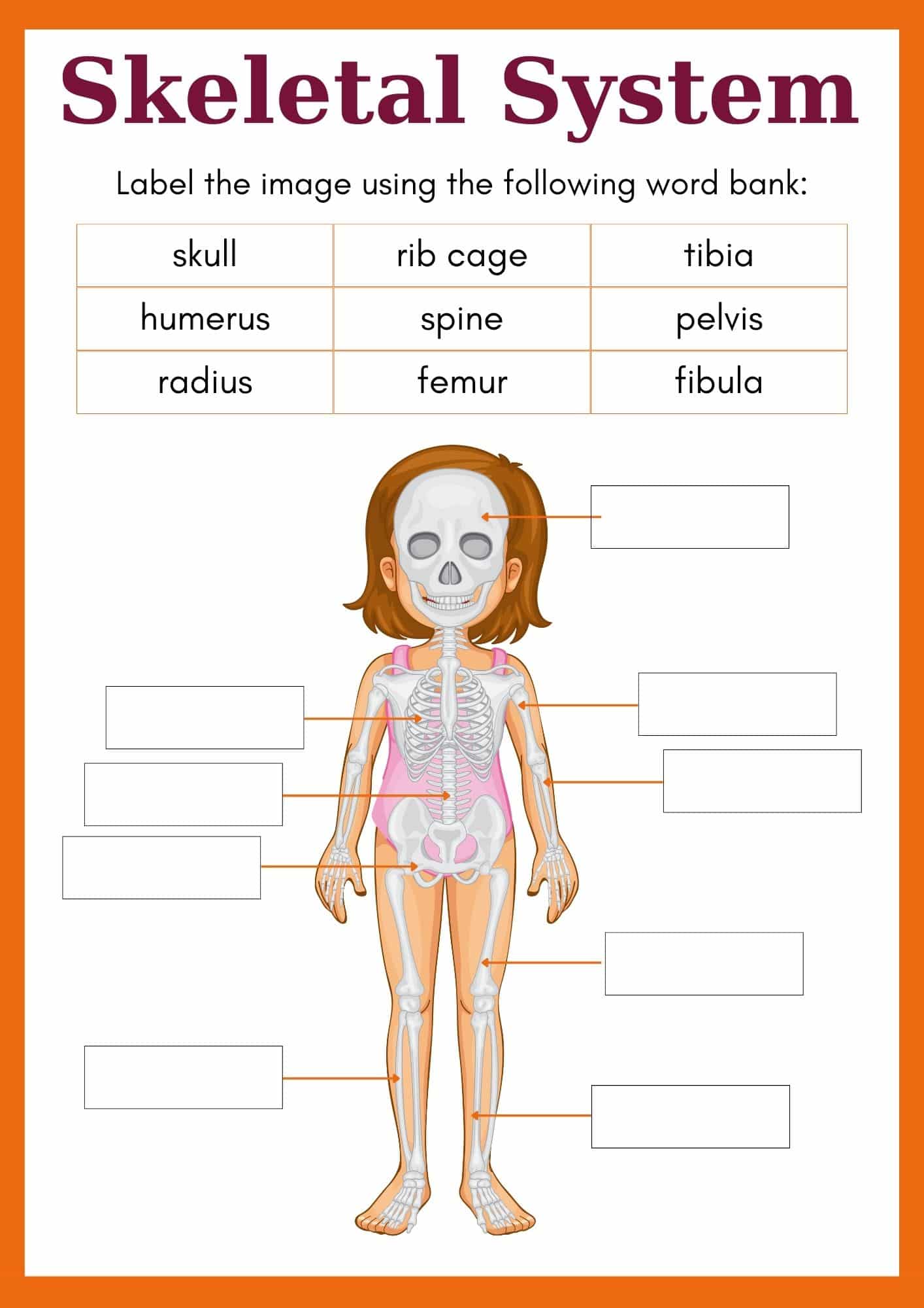 Skeletal System Worksheets