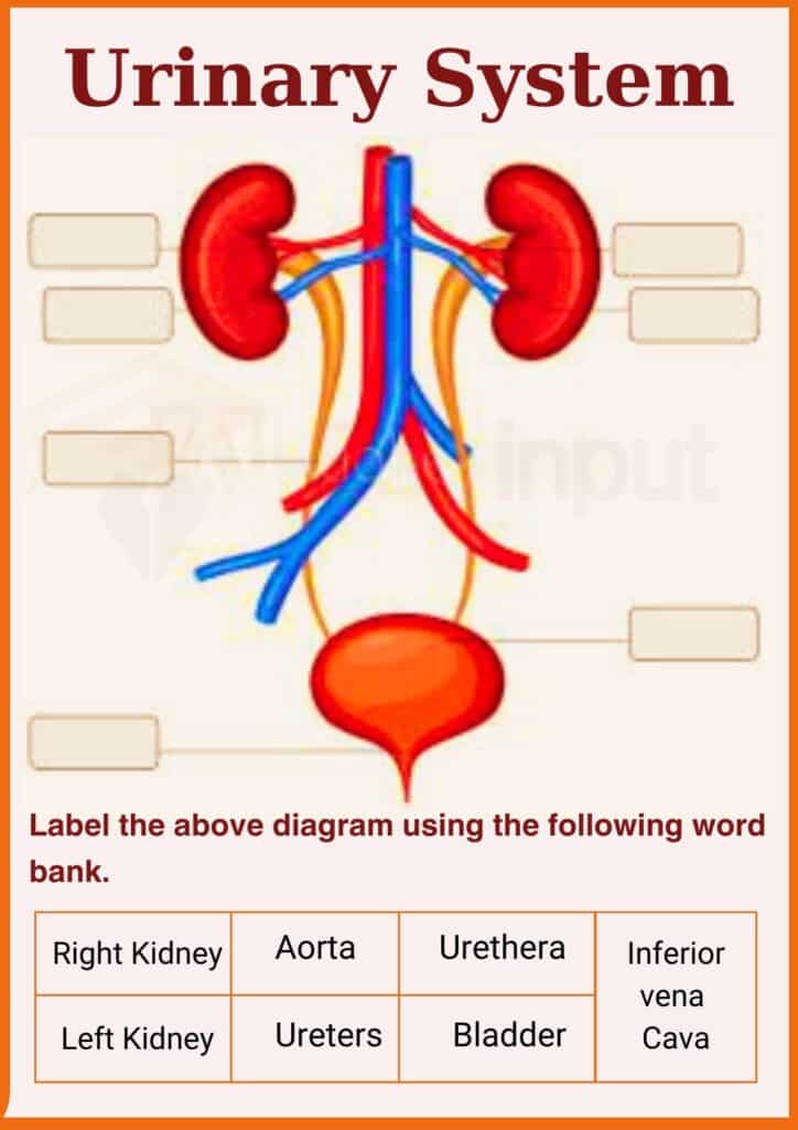 Urinary System worksheet for grade 5