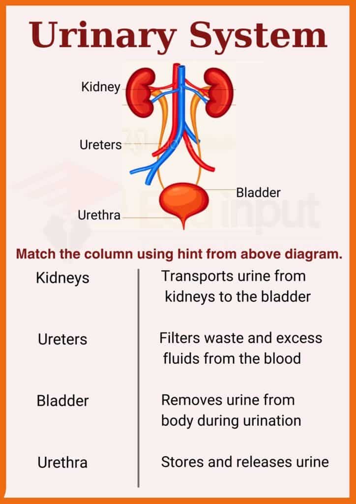 Urinary System worksheet for grade 7