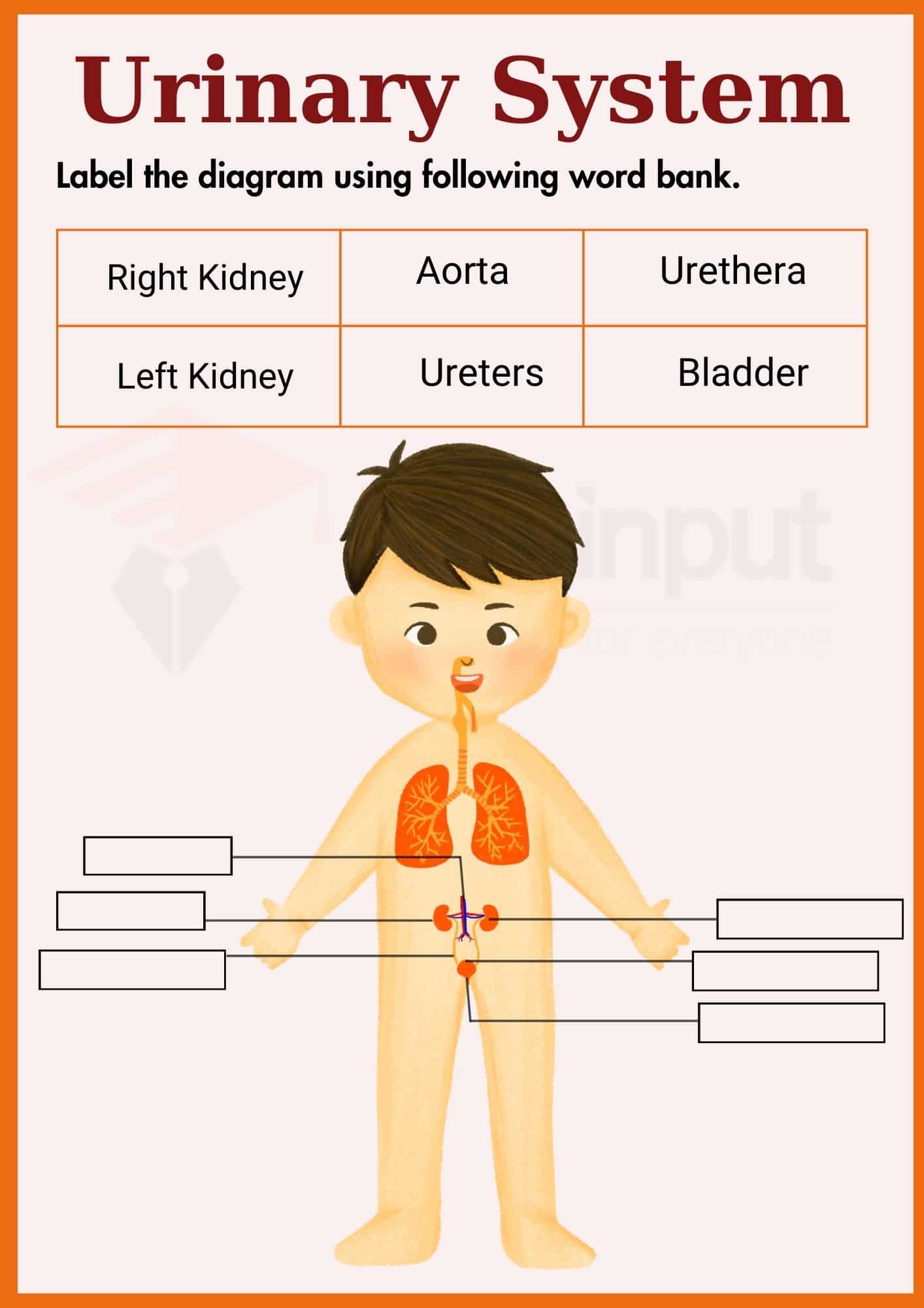 Urinary system Worksheets