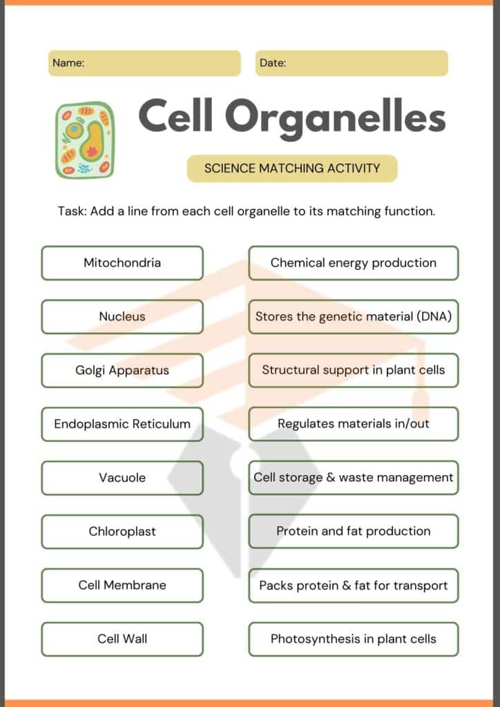 Matching worksheet of cellular organelles