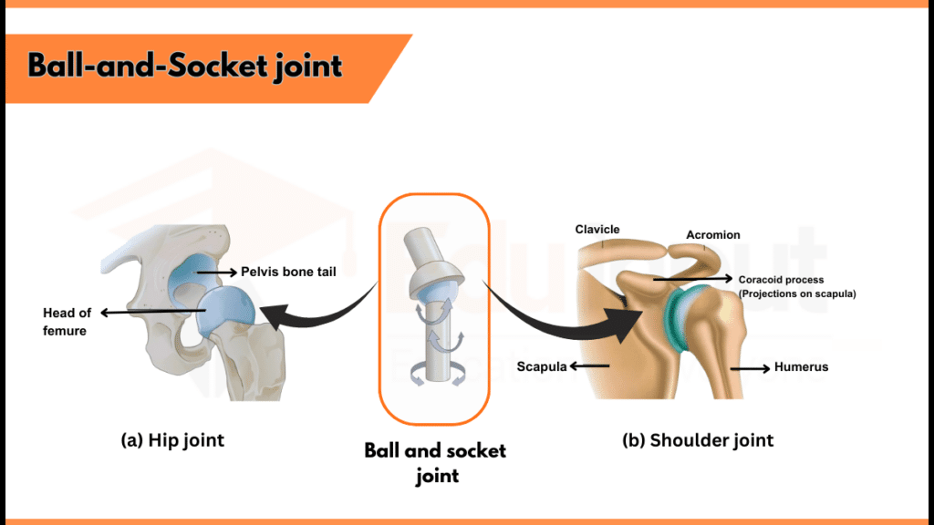 Ball and socket joint image