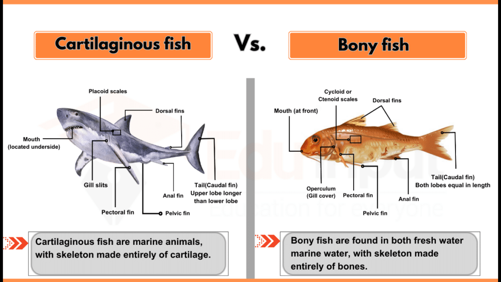 Difference between Cartilaginous and Bony fish image